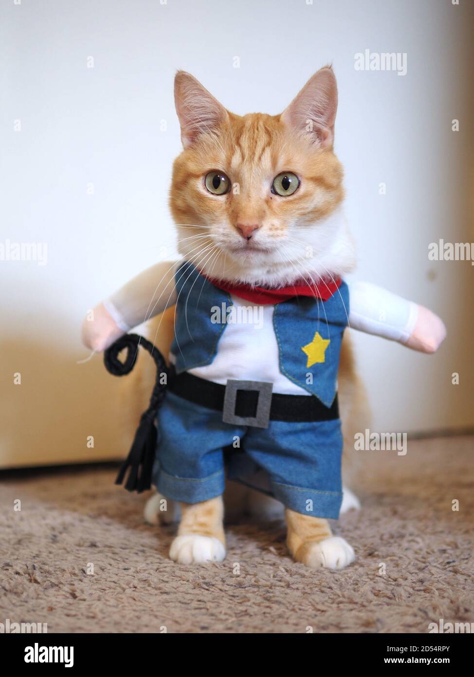 Mika il Tabby arancione si vestì come Cowboy Foto Stock