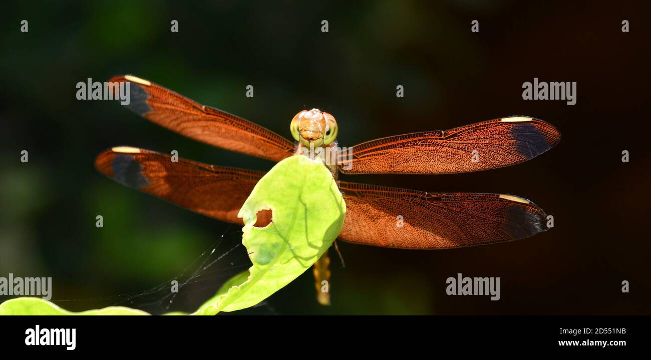 Foto di una libellula seduta sulla foglia. Foto Stock