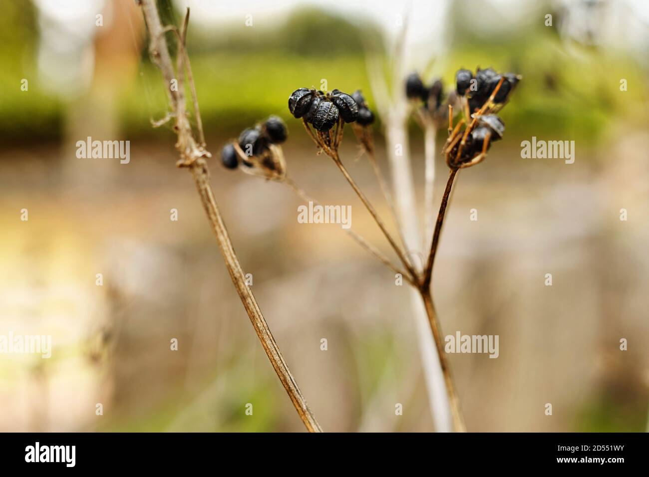 Frutti neri di alexanders pianta Foto Stock