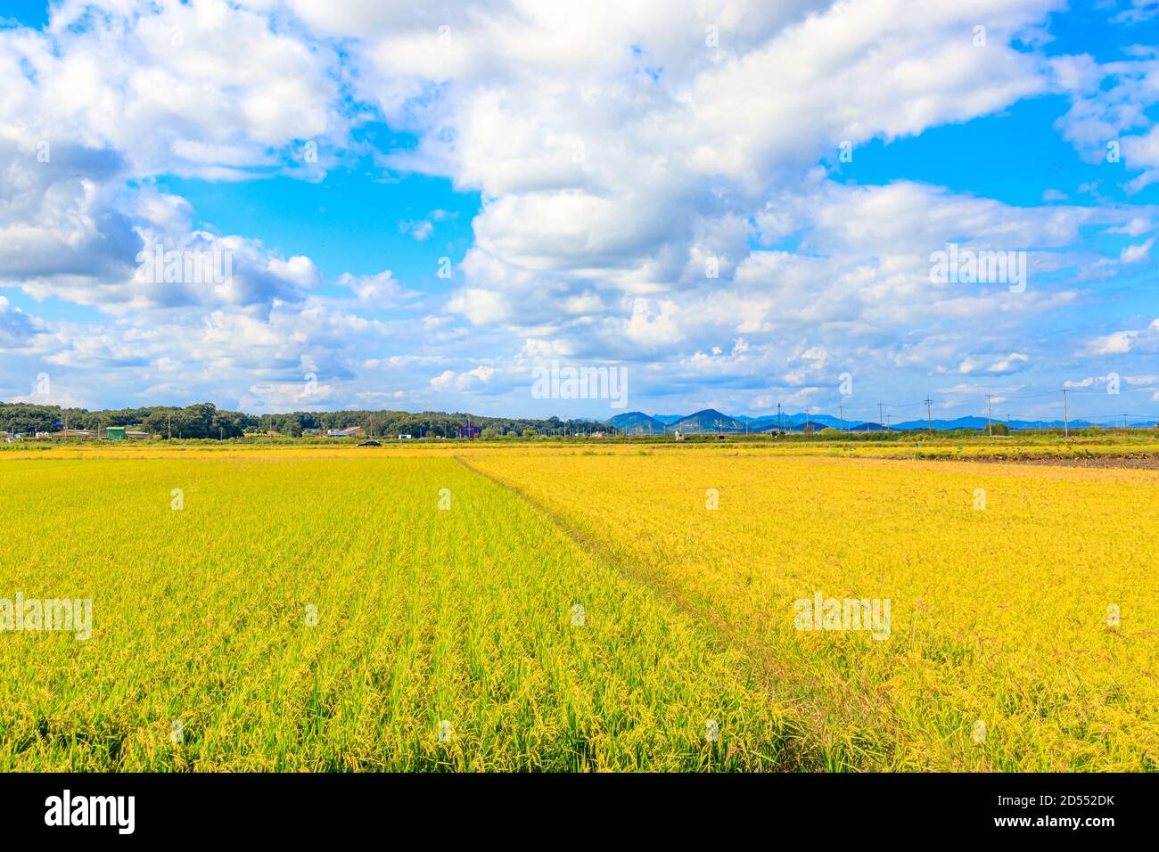 Riso tradizionale coreano. Paesaggio di coltivazione del riso in autunno. Campo di riso e il cielo in, Gimpo-si, Gyeonggi-do, Repubblica di Corea. Foto Stock