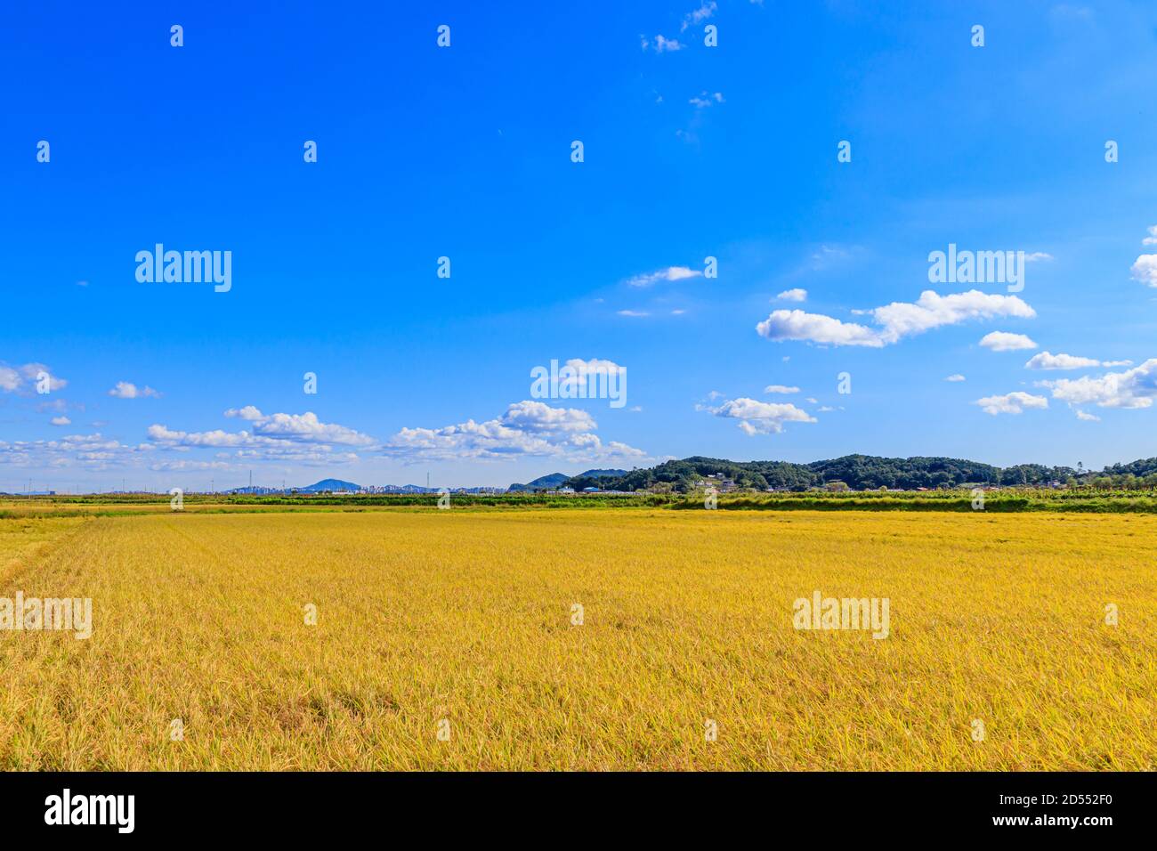 Riso tradizionale coreano. Paesaggio di coltivazione del riso in autunno. Campo di riso e il cielo in, Gimpo-si, Gyeonggi-do, Repubblica di Corea. Foto Stock