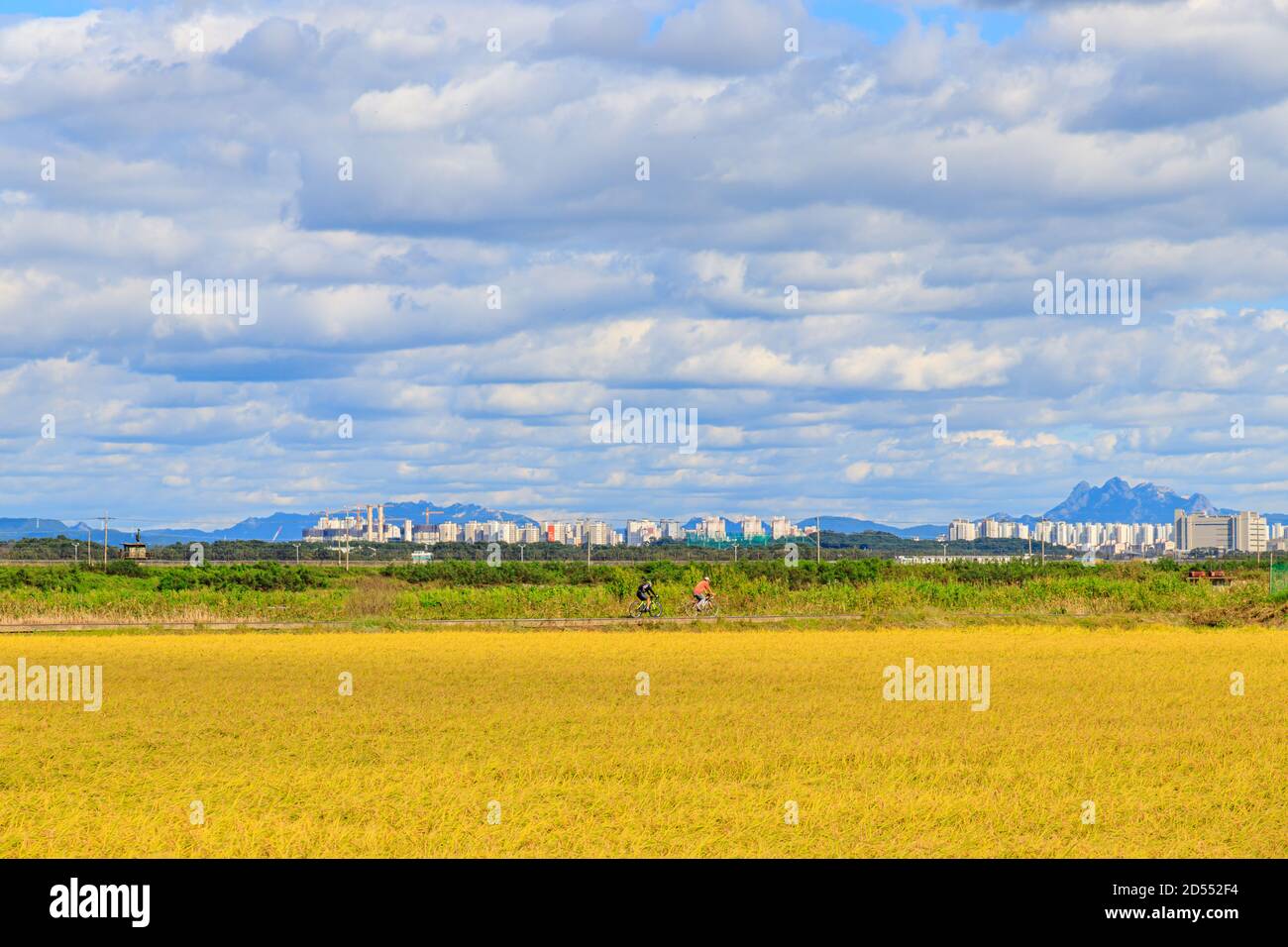 Riso tradizionale coreano. Paesaggio di coltivazione del riso in autunno. Campo di riso e il cielo in, Gimpo-si, Gyeonggi-do, Repubblica di Corea. Foto Stock