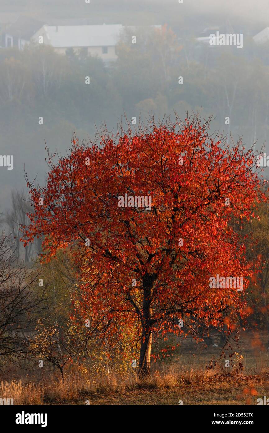 albero rosso nella stagione autunnale, colorato paesaggio rurale rumeno Foto Stock
