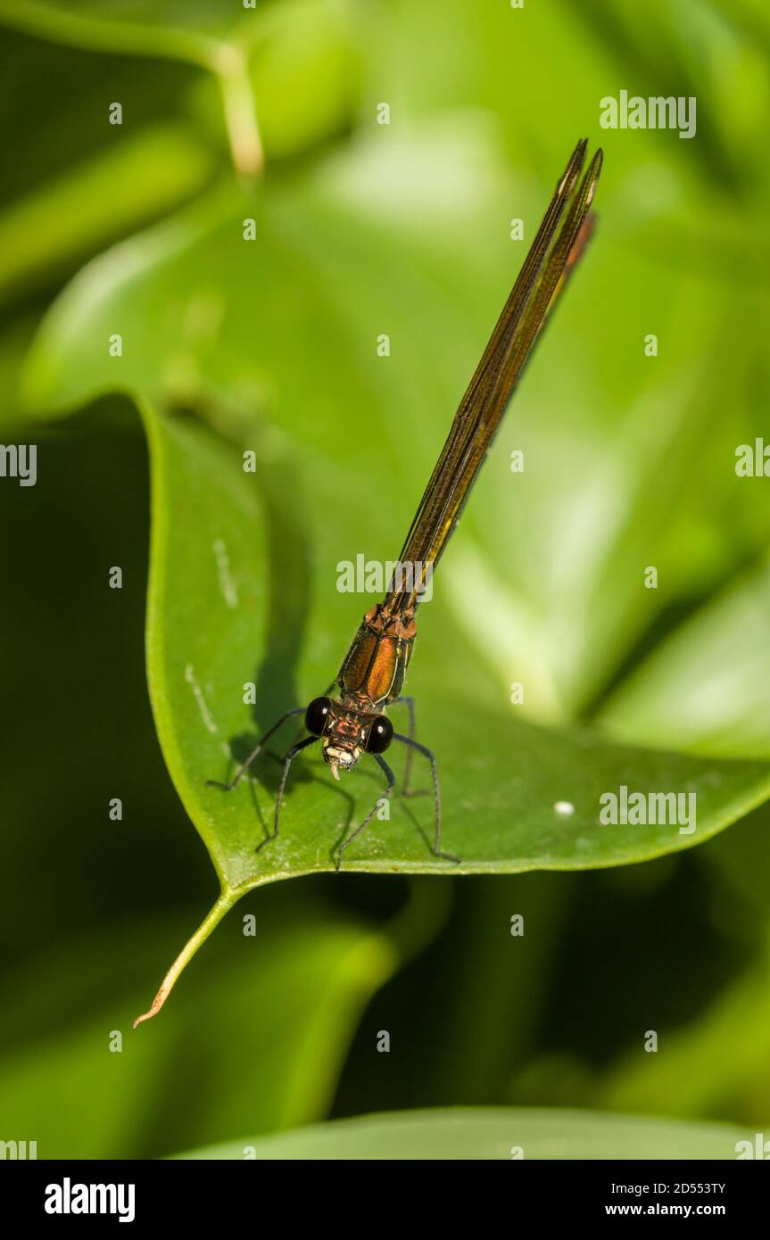 Femmina Calopterix damselfly poggiato su foglia verde Foto Stock