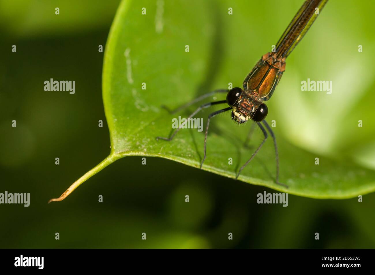 Femmina Calopterix damselfly poggiato su foglia verde Foto Stock