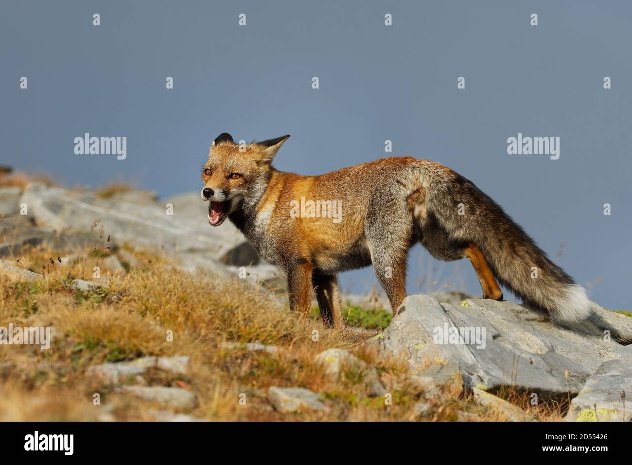 Volpe rossa (Vulpes vulpes) catturata nelle alte montagne in serata. Bellissimo animale e colori. Foto Stock