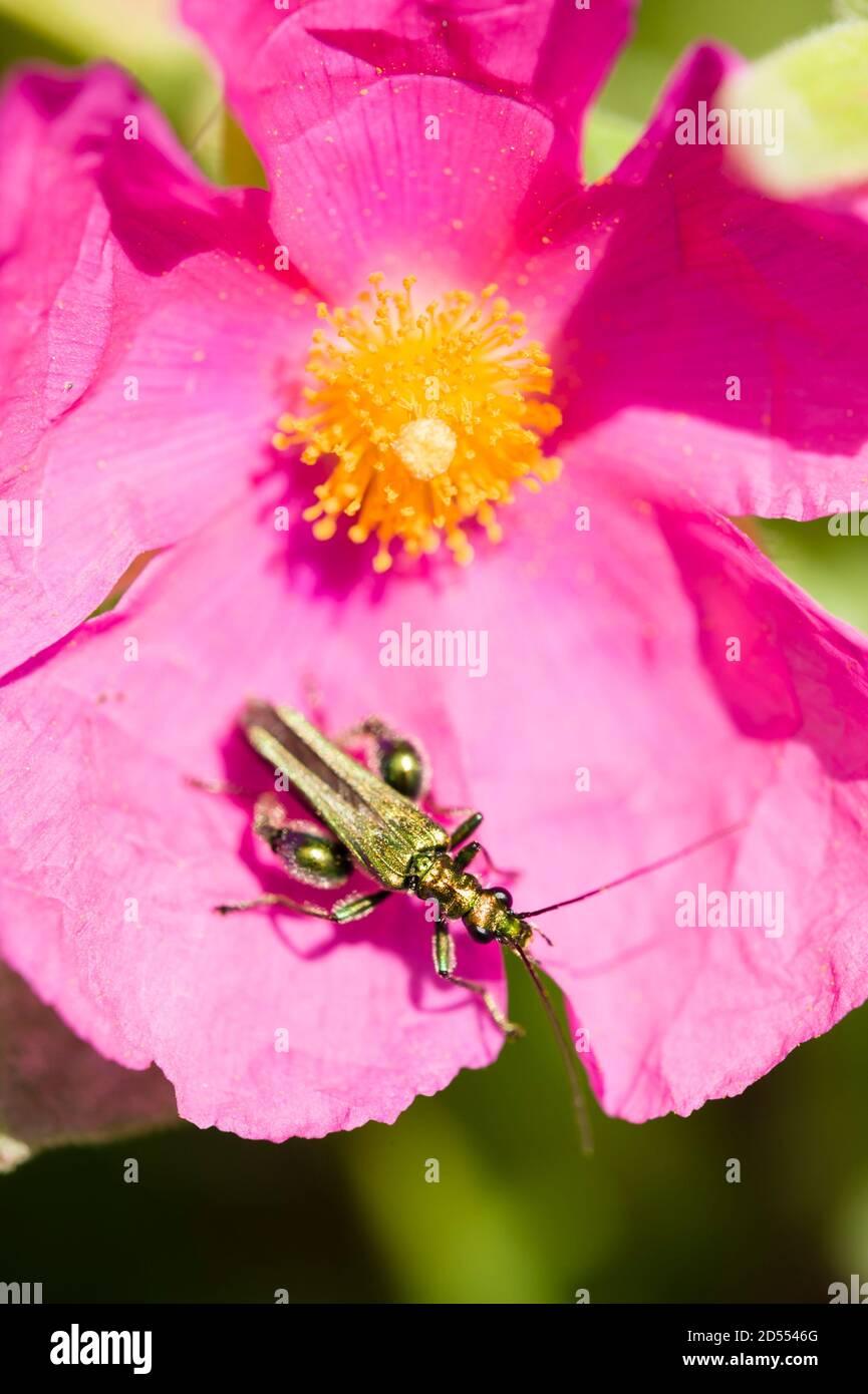 Coleottero verde di insetto su rosa di roccia fiore rosa Foto Stock