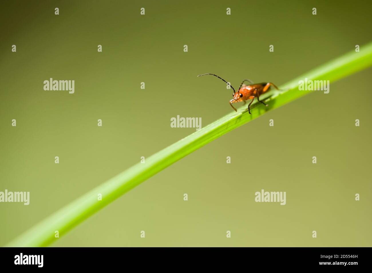 Coleottero arancione e nero su foglia verde Foto Stock