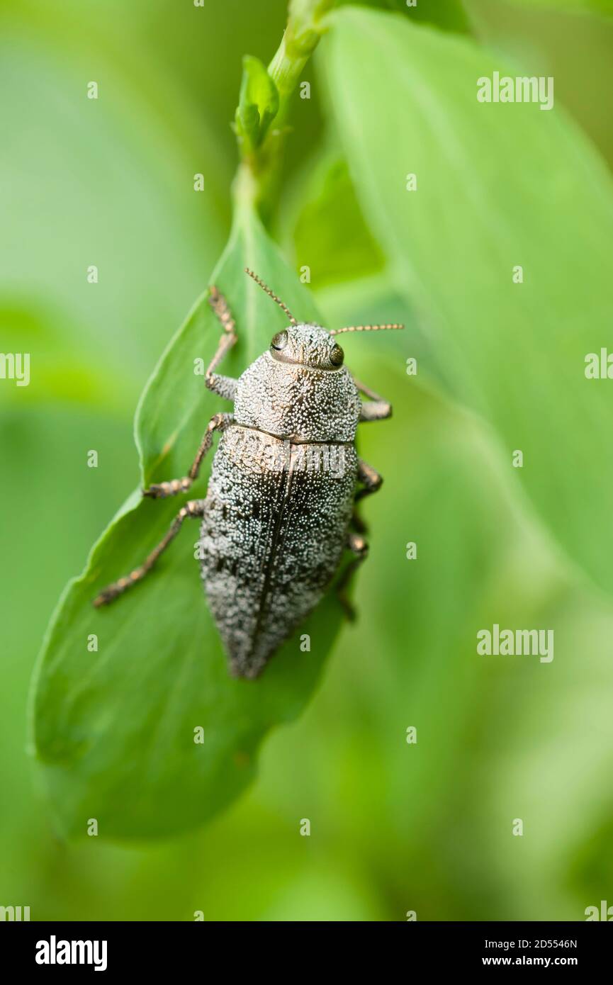 Coleptoron di insetto grigio su foglia verde Foto Stock