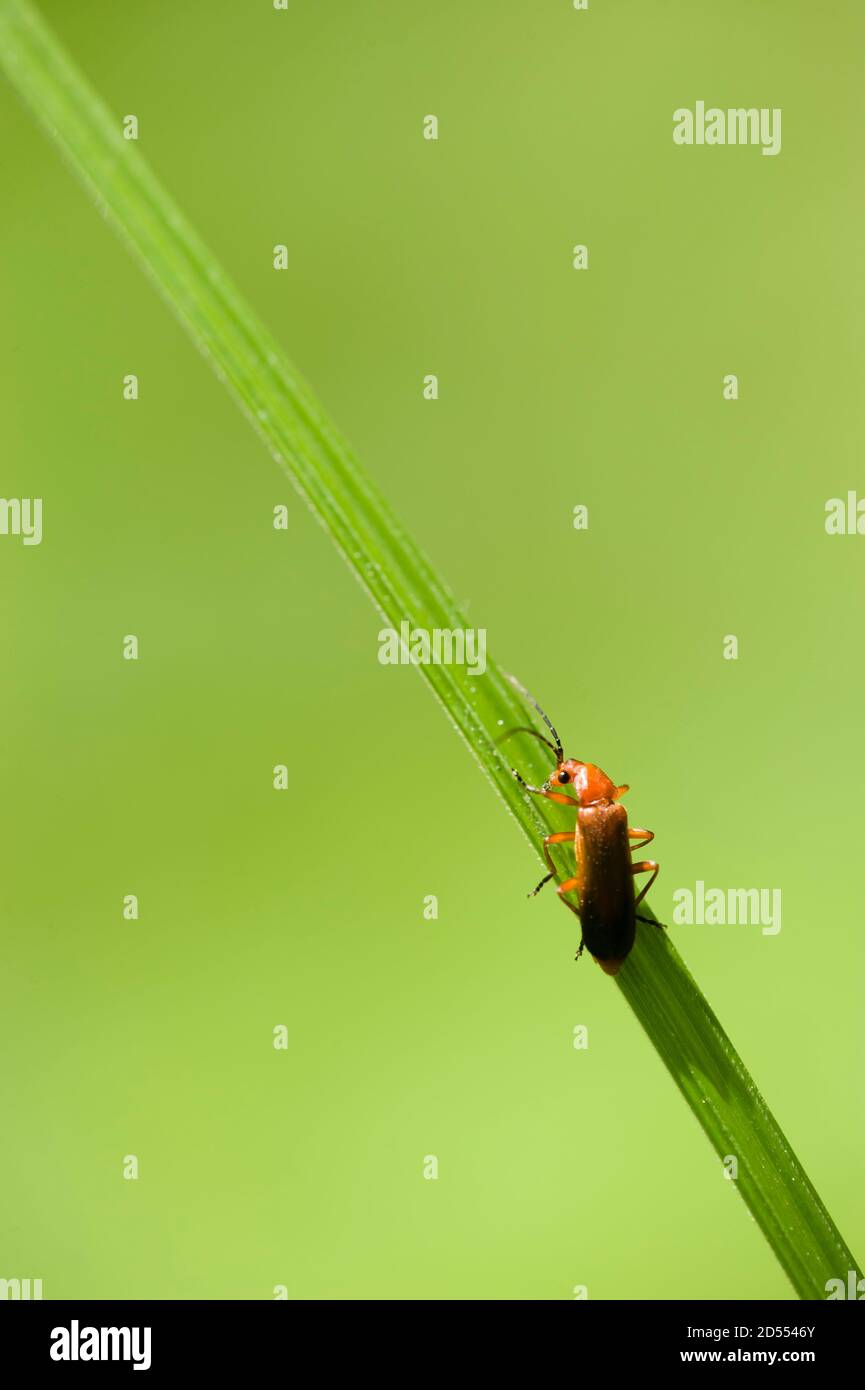 Coleottero arancione e nero su foglia verde Foto Stock