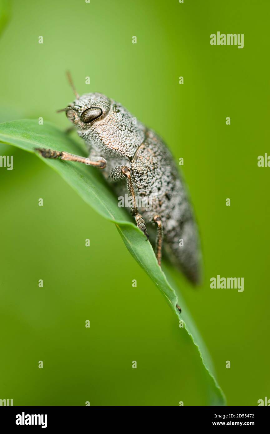 Coleptoron di insetto grigio su foglia verde Foto Stock