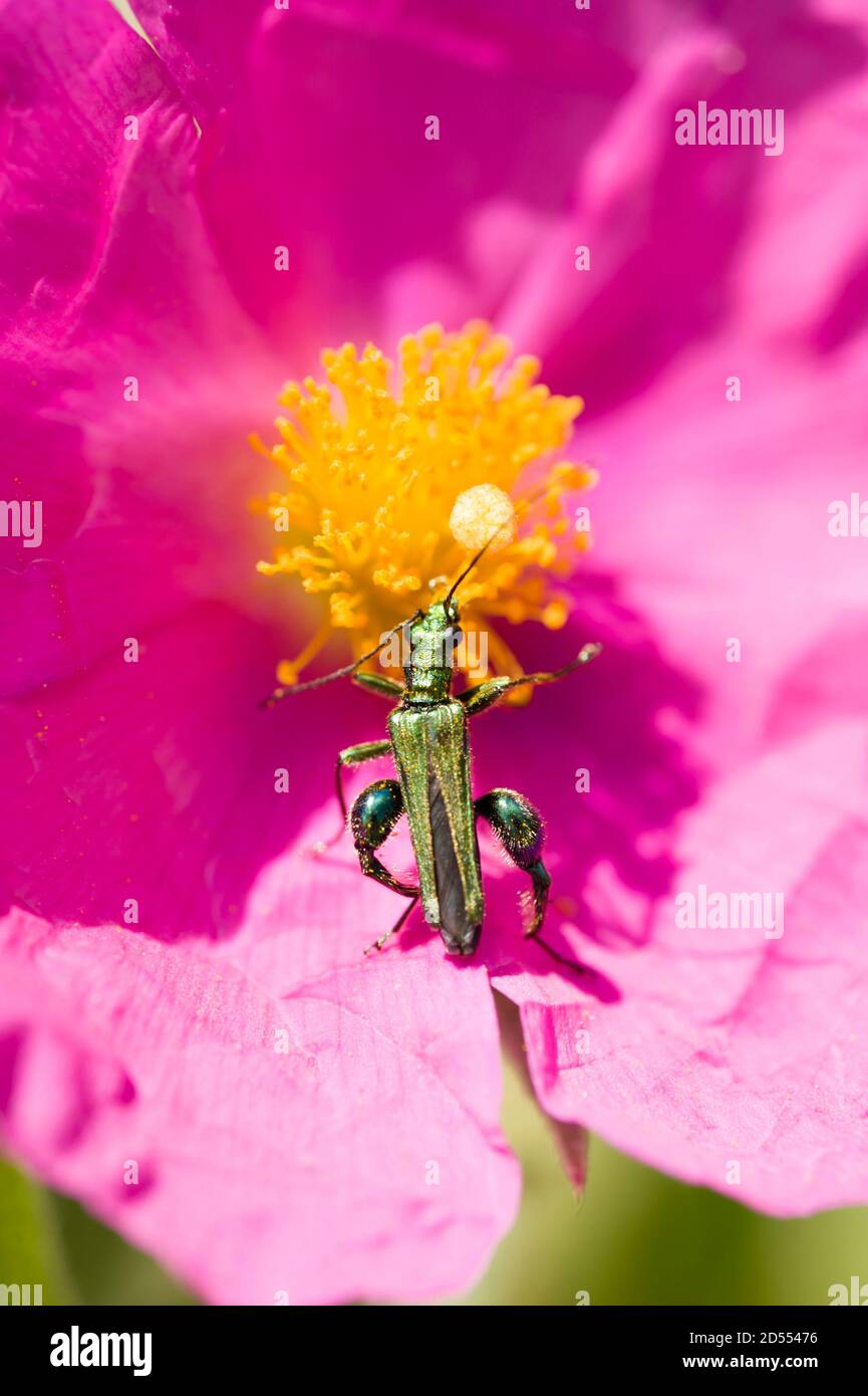 Coleottero verde di insetto su rosa di roccia fiore rosa Foto Stock
