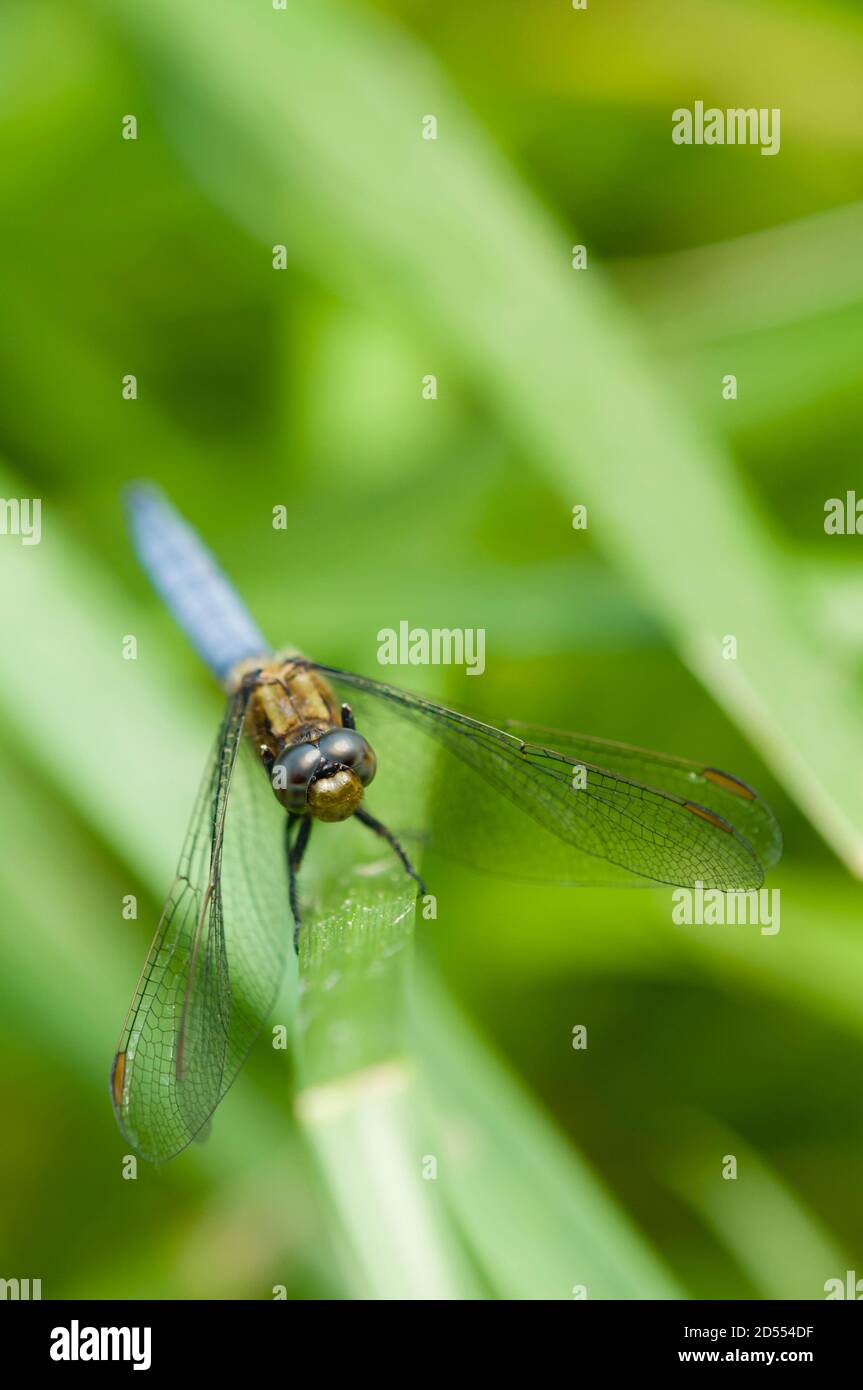 Libellula blu appollaiata su erba verde Foto Stock