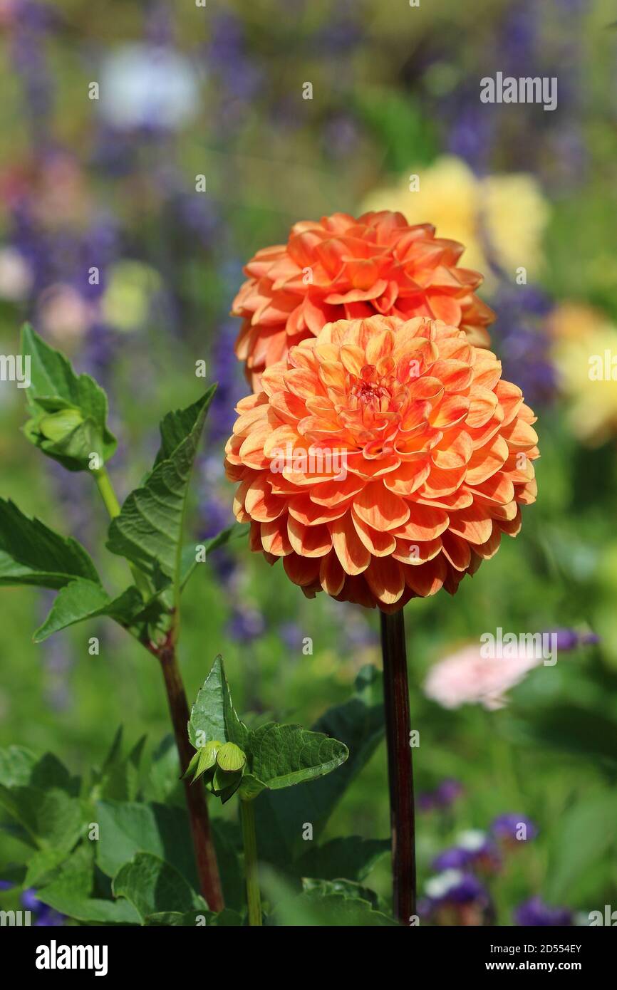 arancio fiore zinnia in estate giardino macro Foto Stock