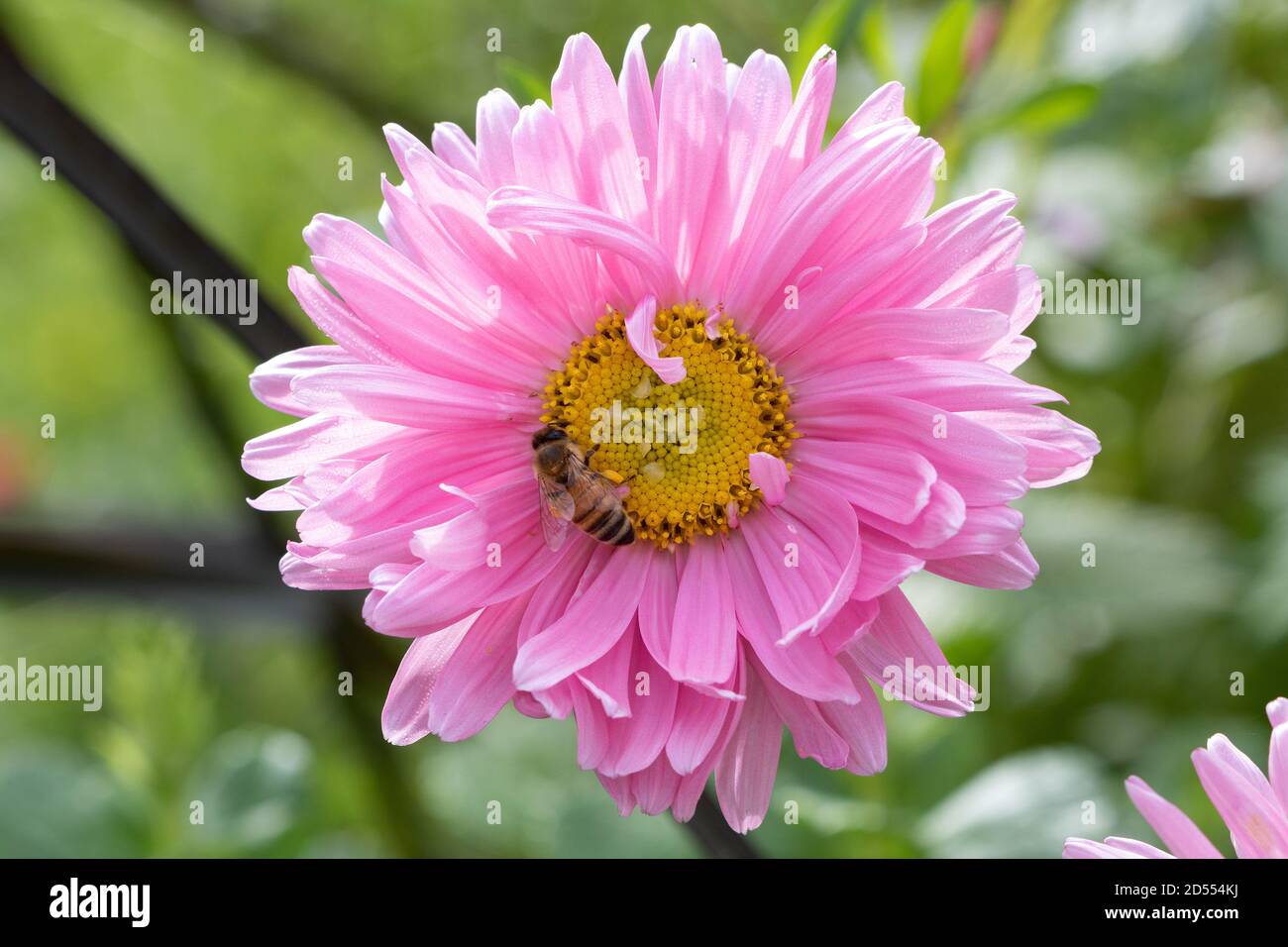 ape su rosa estate fiore macro Foto Stock