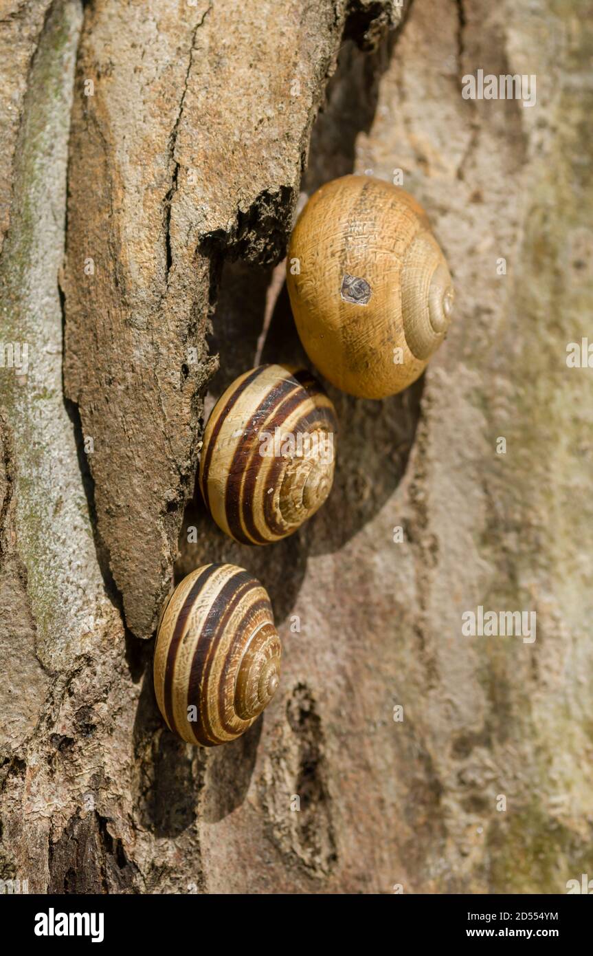 Lumache brune a strisce poggianti sul tronco dell'albero Foto Stock