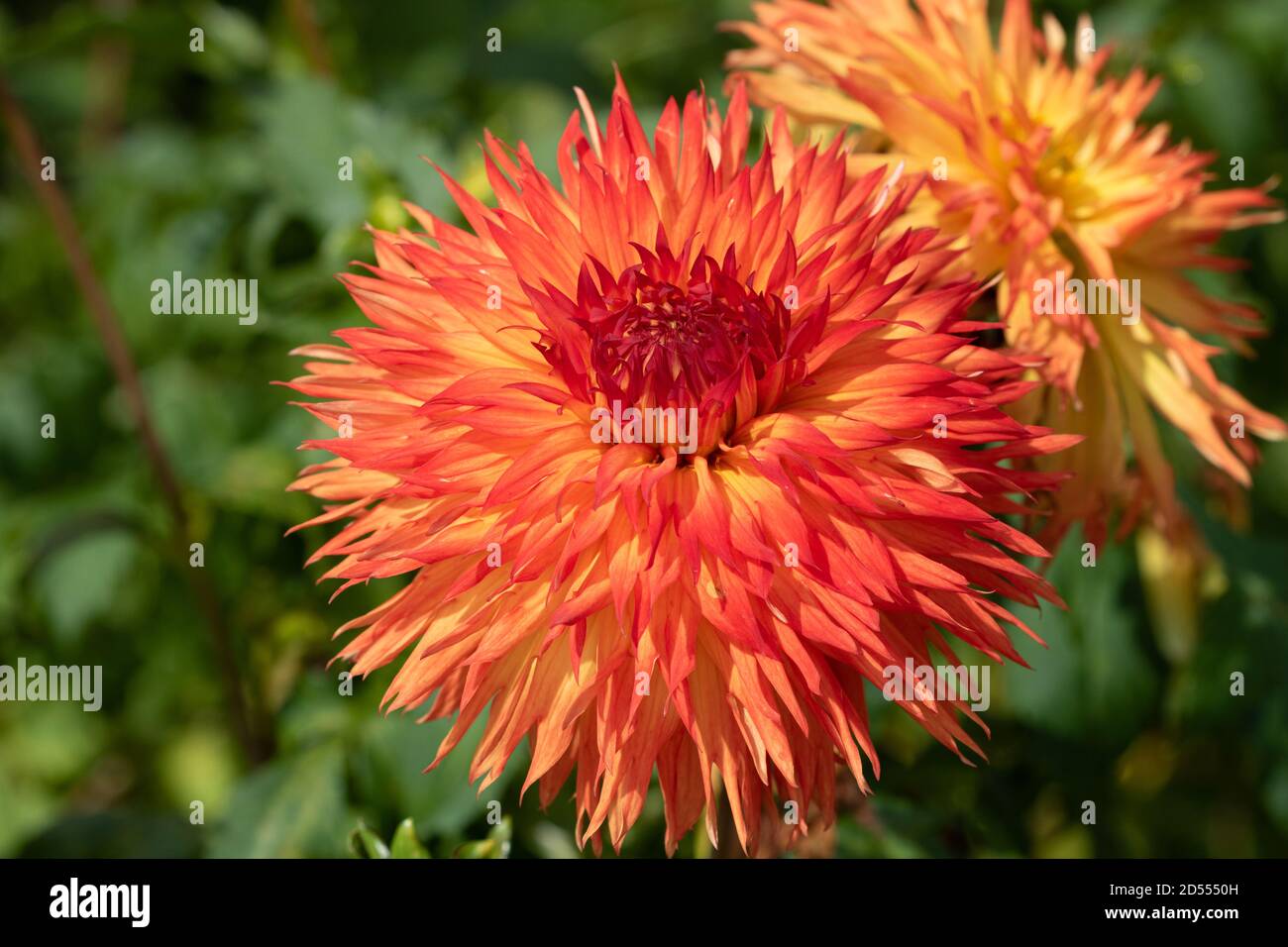 cactus dahlia fiore in Ceyenne macro arancio Foto Stock