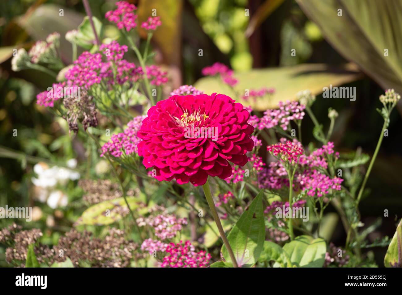 fiore rosa zinnia in estate giardino macro Foto Stock