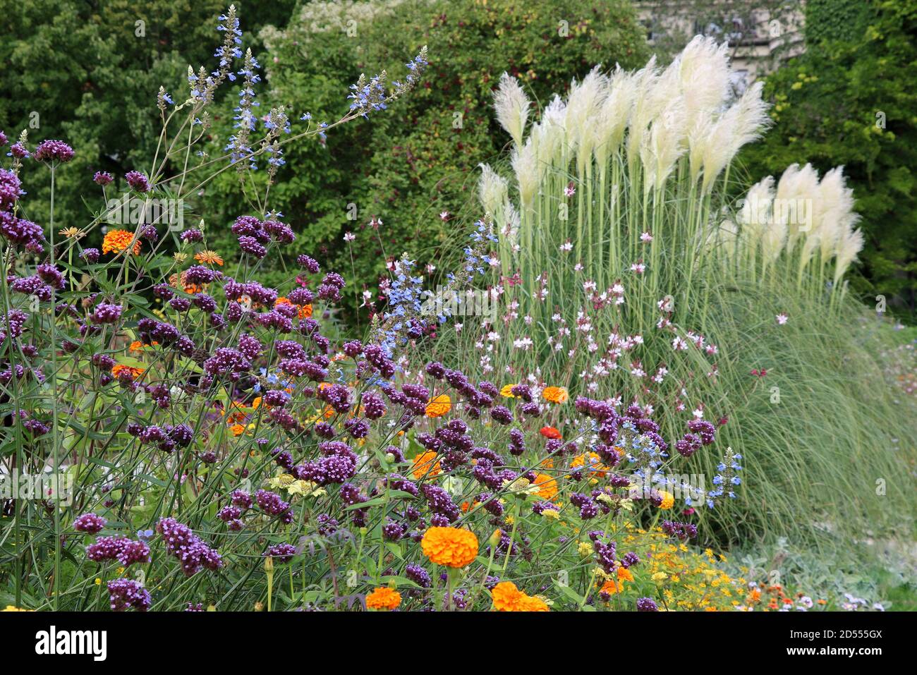 letto di fiori con verbena bonariensis viola e pampas erba Foto Stock