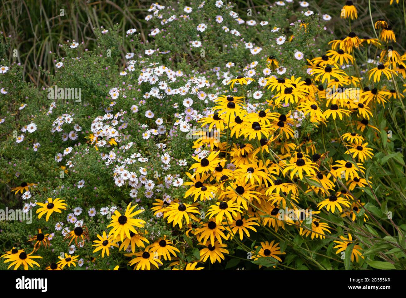 letto di fiori di echinacea in giallo e autunno Foto Stock