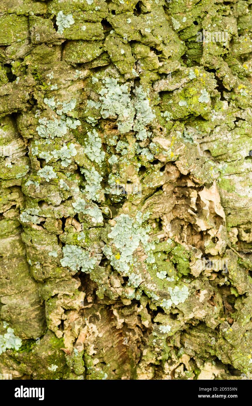 Corteccia di Quercus suber, quercia da sughero, fonte primaria di sughero per tappi per bottiglie di vino. Foto Stock