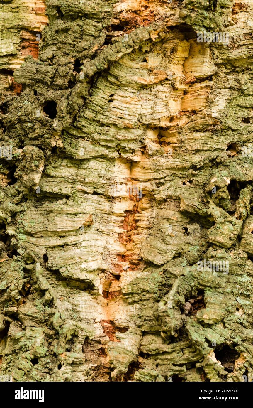 Corteccia di Quercus suber, quercia da sughero, fonte primaria di sughero per tappi per bottiglie di vino. Foto Stock