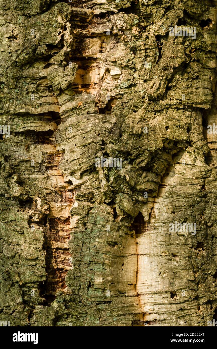 Corteccia di Quercus suber, quercia da sughero, fonte primaria di sughero per tappi per bottiglie di vino. Foto Stock
