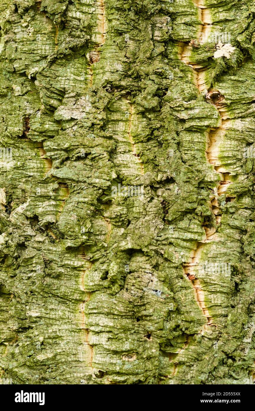 Corteccia di Quercus suber, quercia da sughero, fonte primaria di sughero per tappi per bottiglie di vino. Foto Stock
