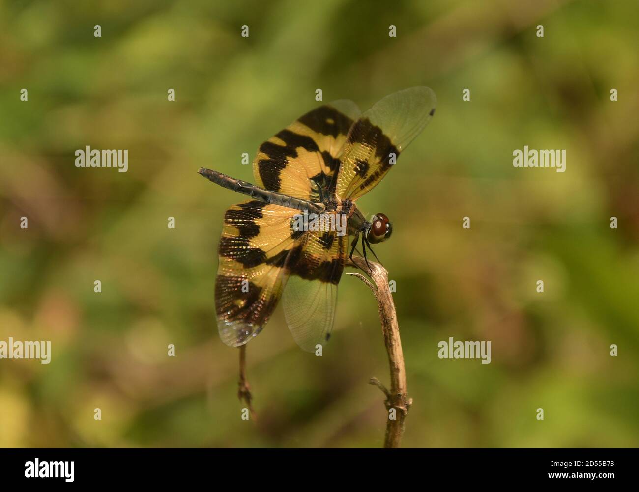Foto di una libellula. Foto Stock