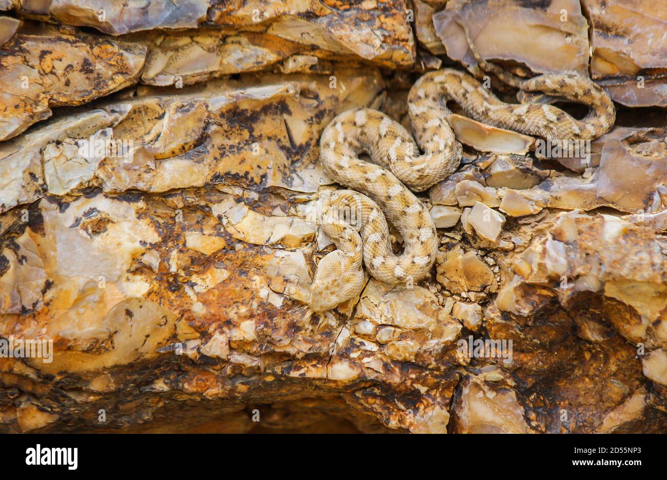 Serpente (Echis coloratus)che si fa da mimetizzazione sulle rocce, camuffando con il colore delle rocce, (vipera dipinta in scala di sega) serpente camuffato Foto Stock