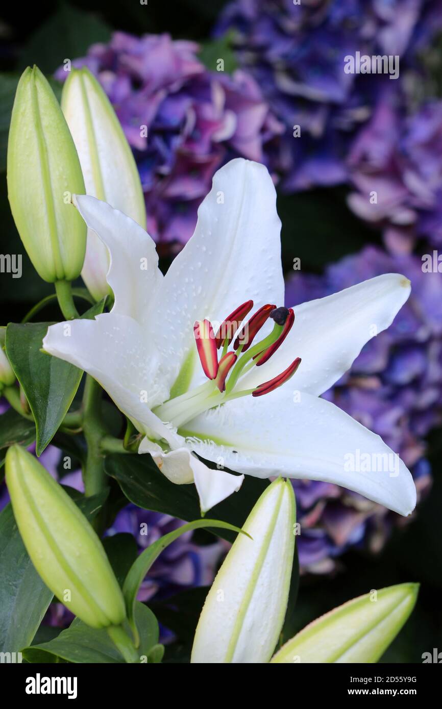fiori di giglio bianco e fiori di porpora idrangea in giardino d'estate Foto Stock