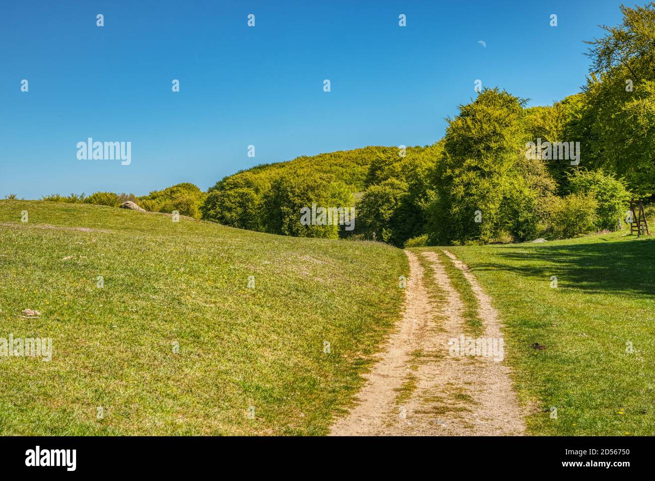 Un sentiero escursionistico in una breve e verde prateria vi porta ai boschi su una morbida e rilassante collina vicino Mons Klint. Ha bisogno di camminare o rilassarsi concetti Foto Stock