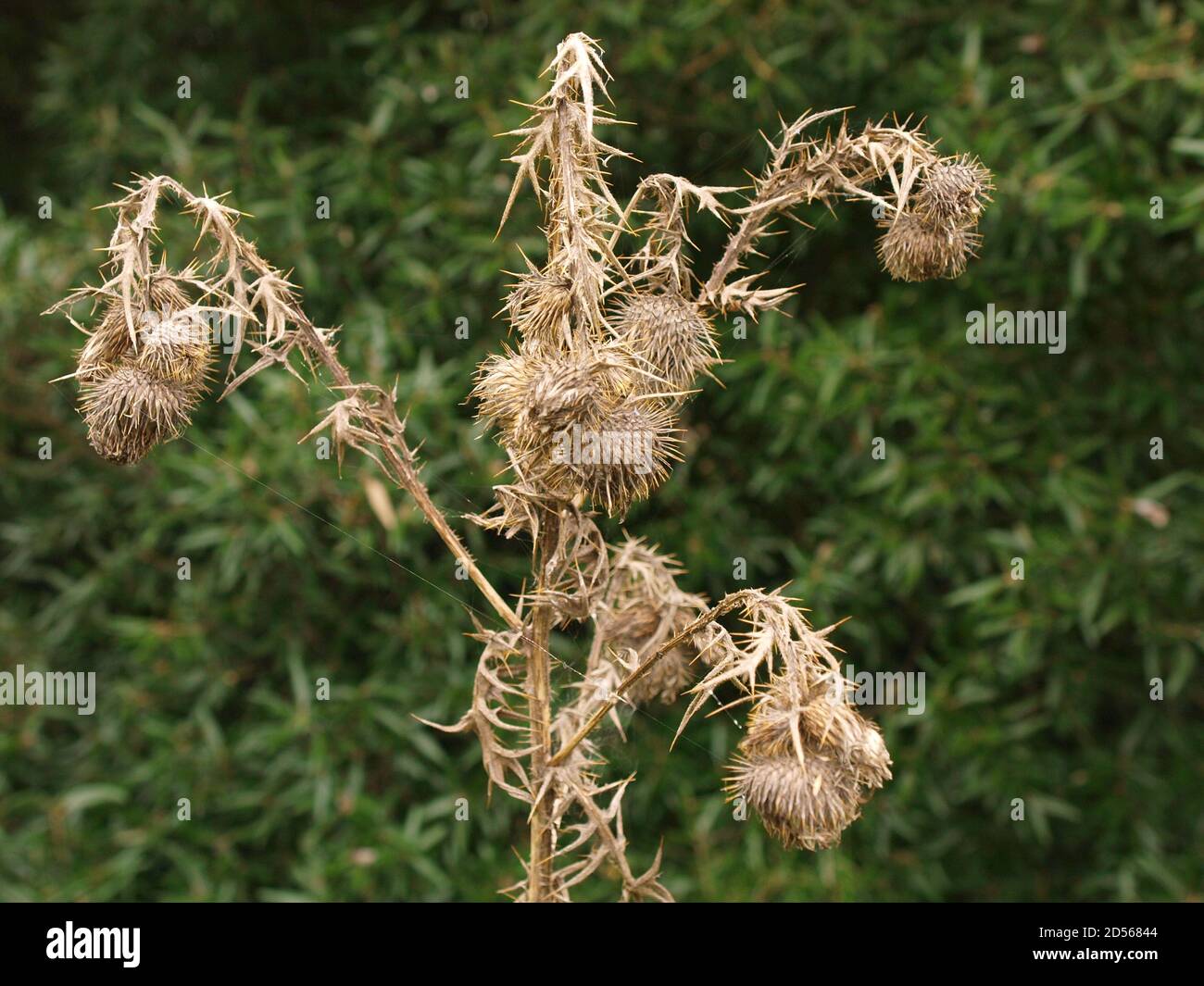 Dead Thistle contro la siepe sempreverde Foto Stock