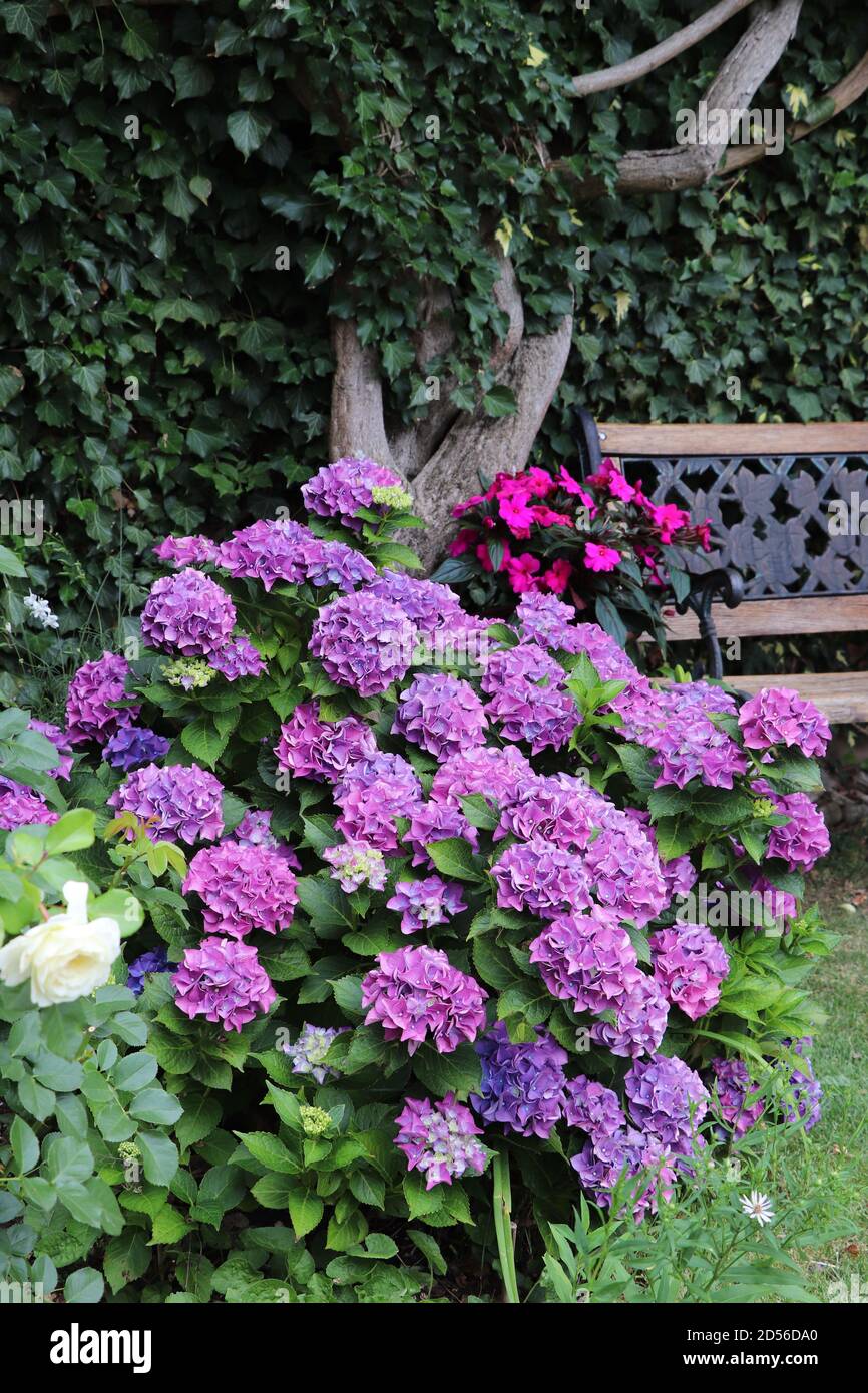 idrangea viola macrophylla in giardino estivo Foto Stock