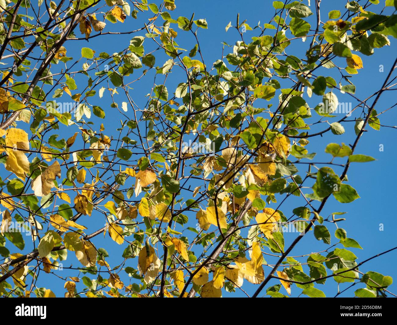 Il fogliame di Betula ermanii contro un cielo blu chiaro all'inizio dell'autunno, le foglie iniziano a girare un colore dorato brillante Foto Stock