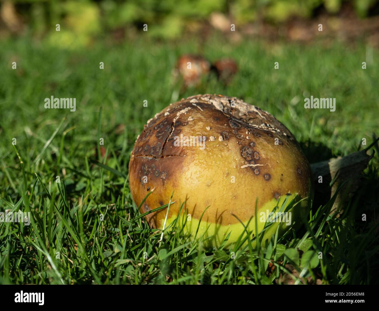 Una vista a livello del suolo di una singola mela a caduta di vento sdraiata in erba e iniziare a marcire Foto Stock