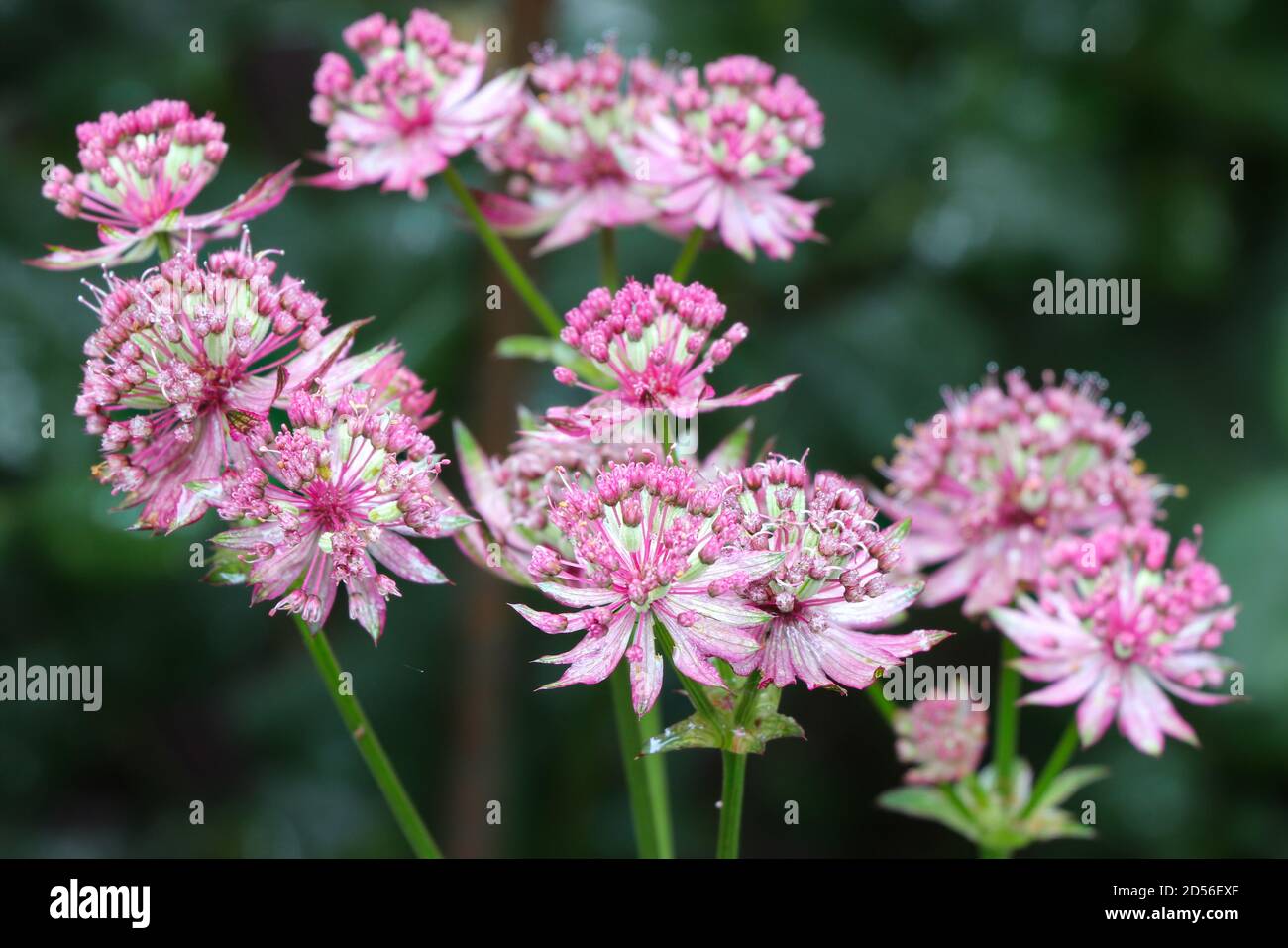 rosa grande masterwort in estate giardino macro astrantia Foto Stock