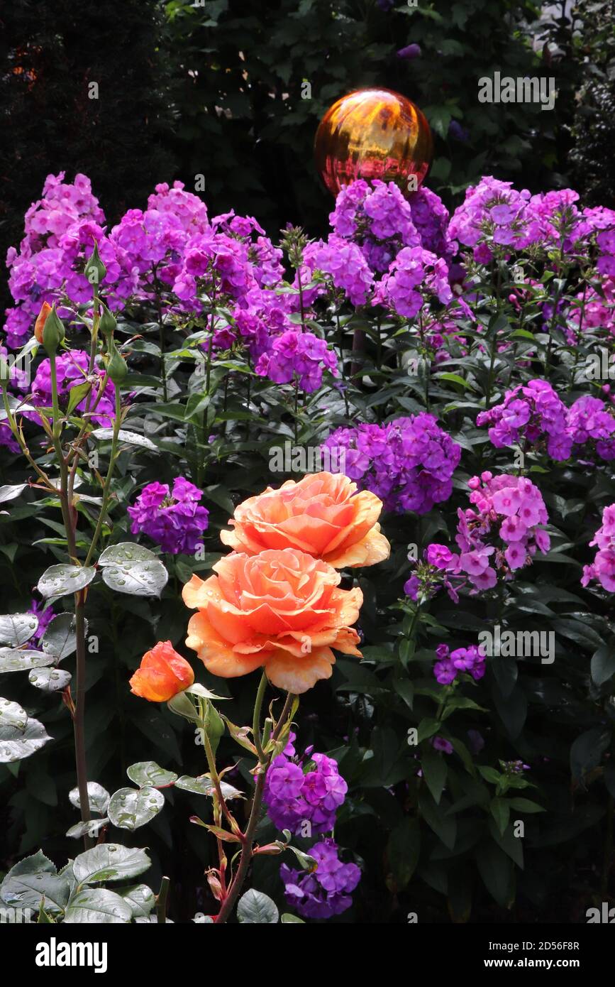 Ora del tè delle rose arancioni e flox viola nel giardino estivo Foto Stock