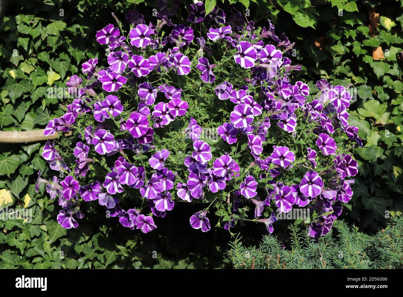 petunia porpora fiore in giardino d'estate Foto Stock