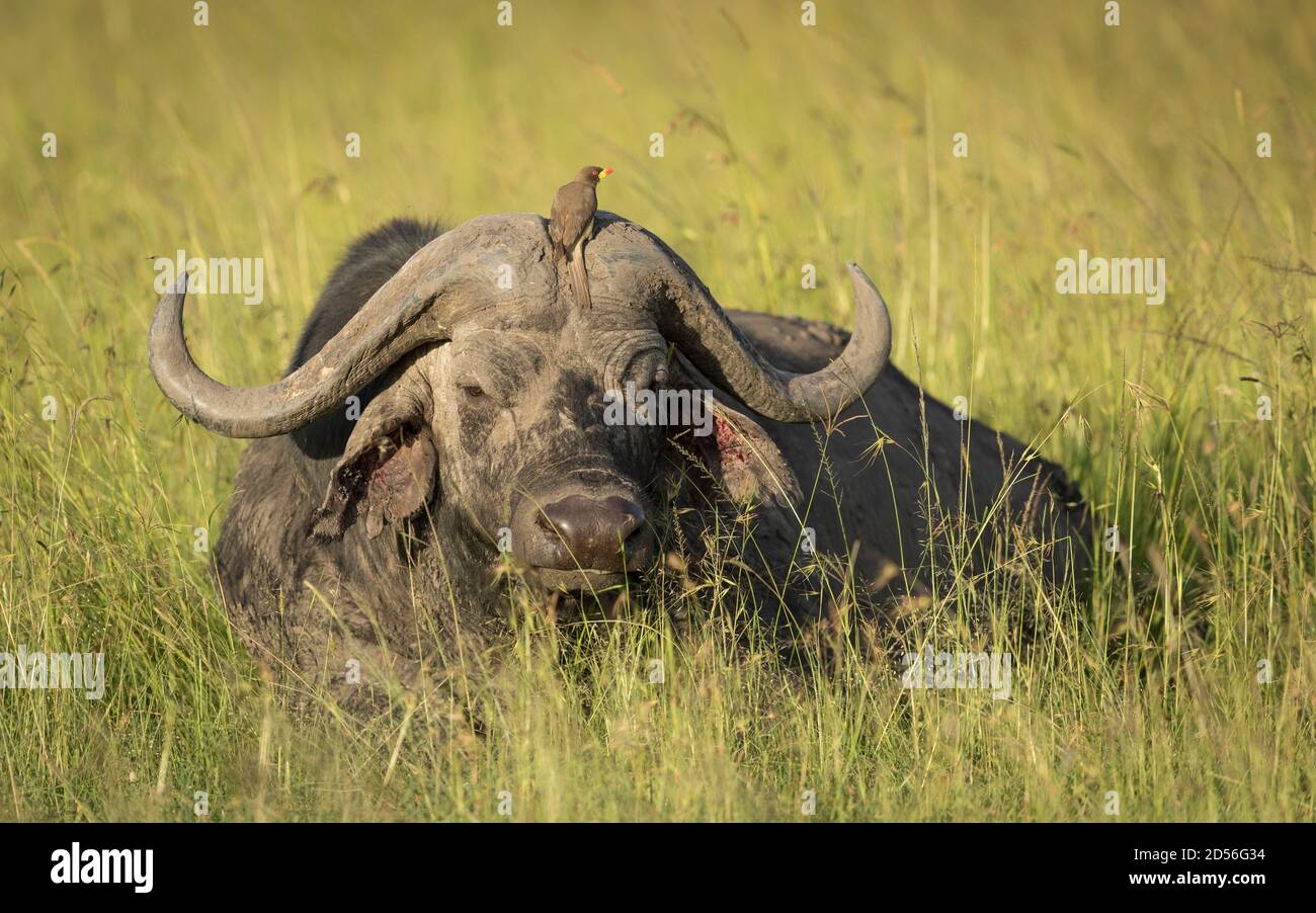 Bufalo toro in erba nel pomeriggio luce solare a Masai Mara in Kenya Foto Stock Bufalo toro in erba nel pomeriggio luce solare a Masai Mara in Kenya Foto Stock