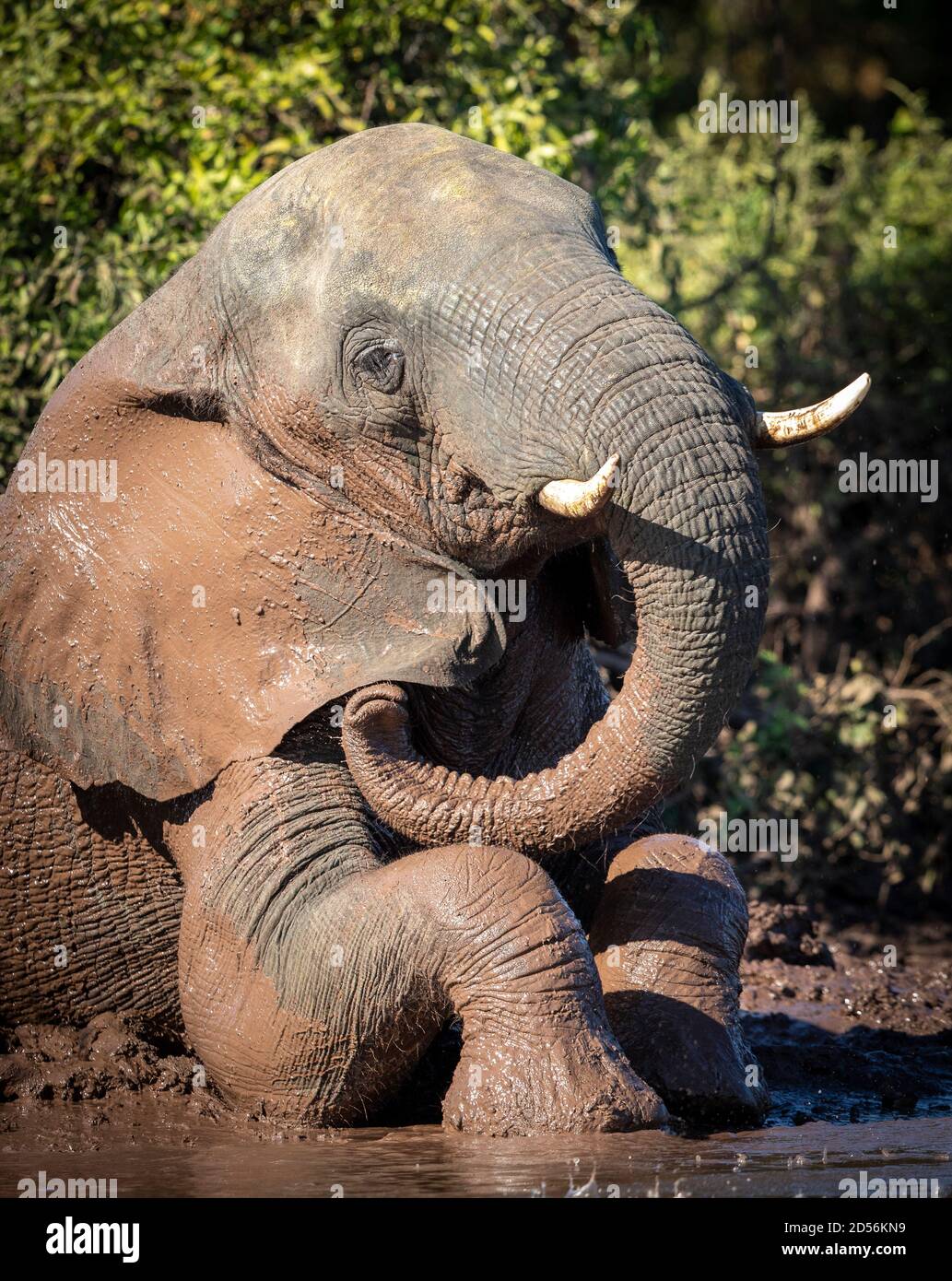 Ritratto verticale di un elefante adulto seduto nel fango Fiume Chobe in Botswana Foto Stock
