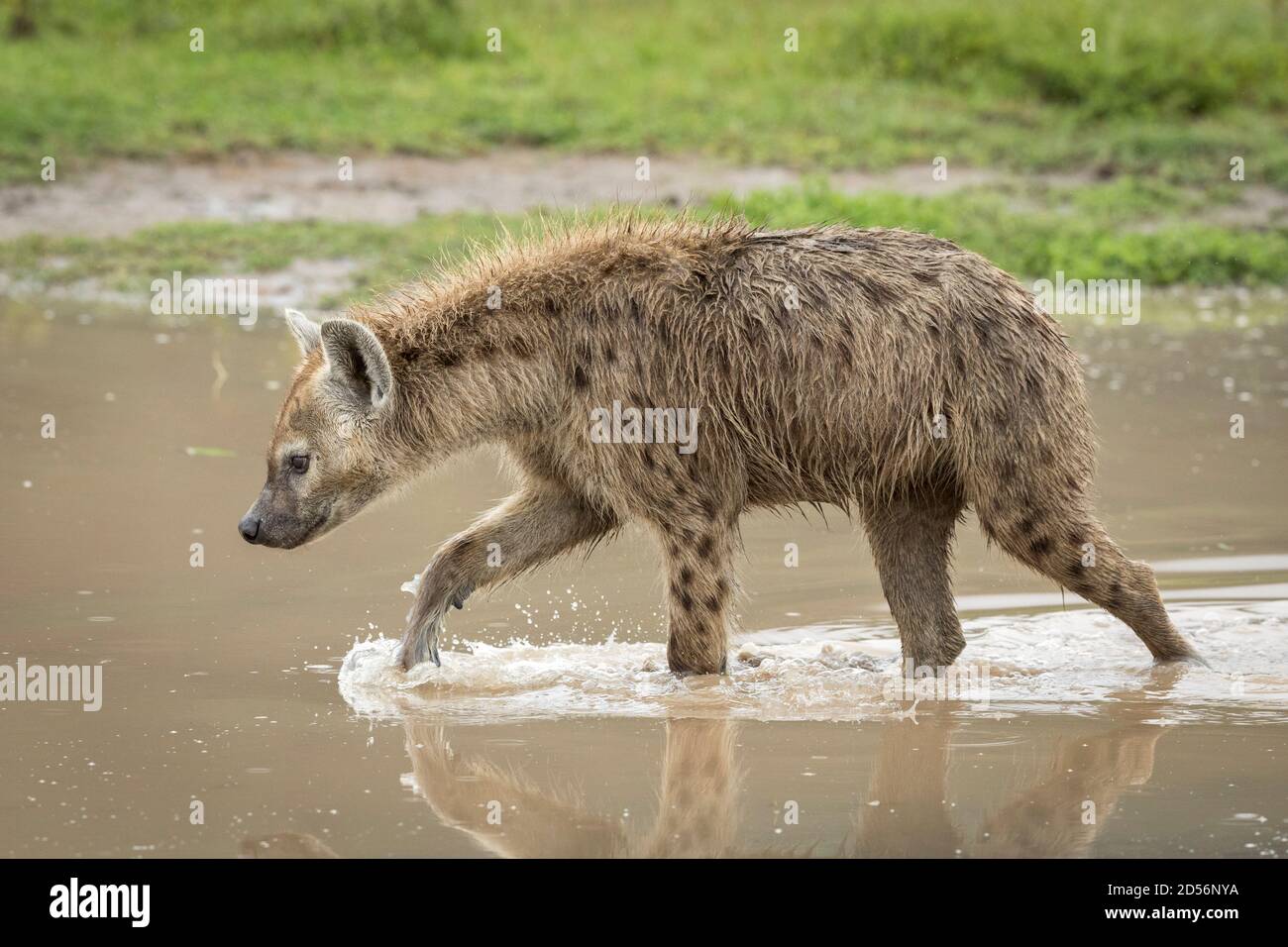 Adulto hyena camminare attraverso acqua marrone guardare allerta a Ngorongoro Cratere in Tanzania Foto Stock