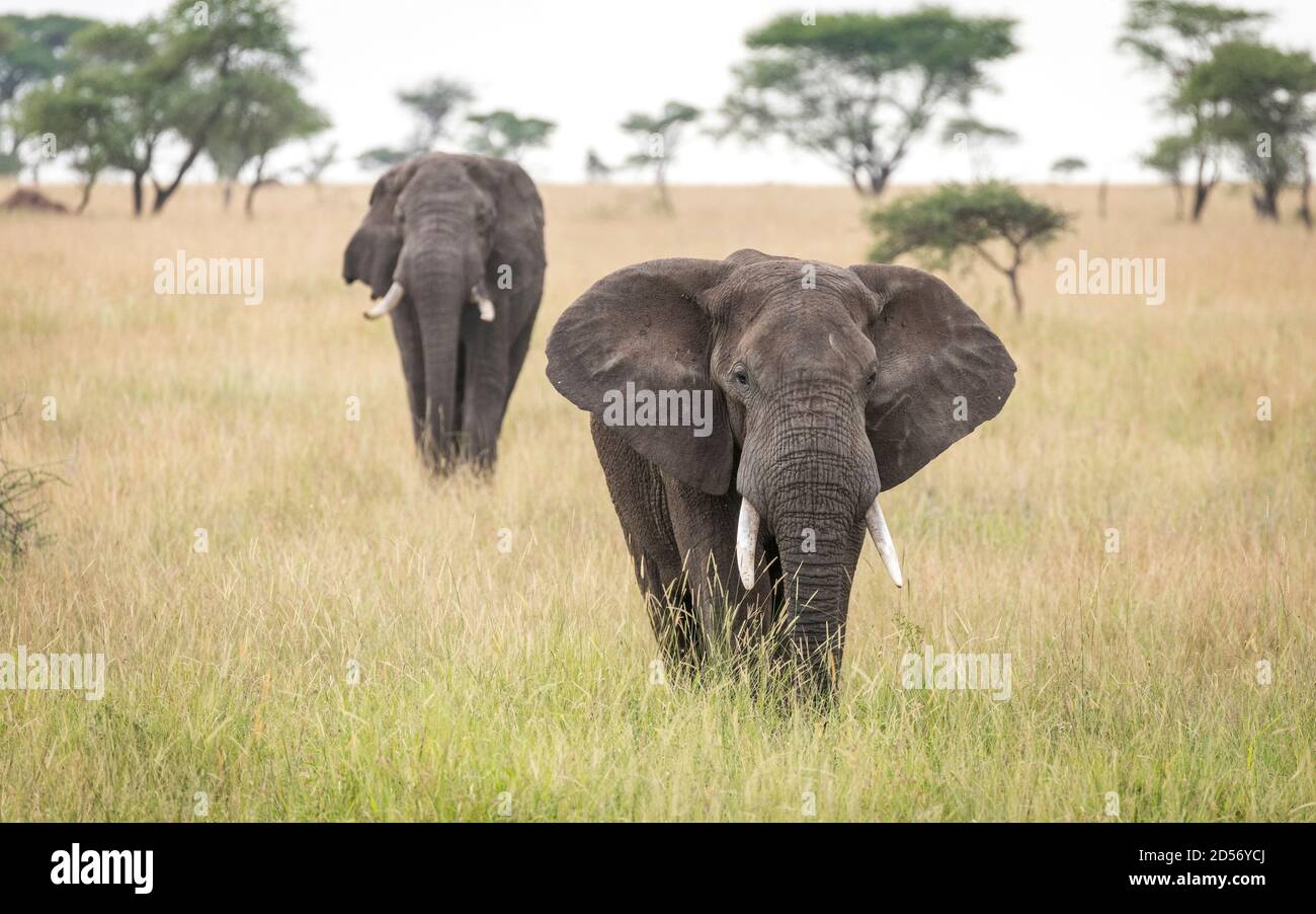 Due elefanti che camminano in erba alta nelle pianure di Parco Nazionale di Serengeti in Tanzania Foto Stock