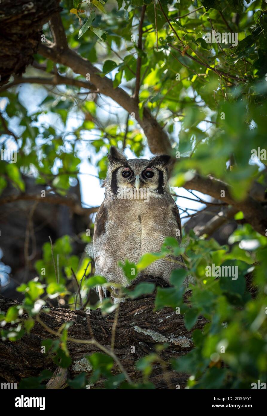Aquila di Verreaux seduta in un albero verde nel Delta di Moremi Okavango In Botswana Foto Stock