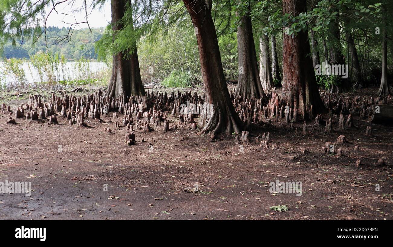 Monticchio - Bosco sulla sponda del Lago Grande Foto Stock