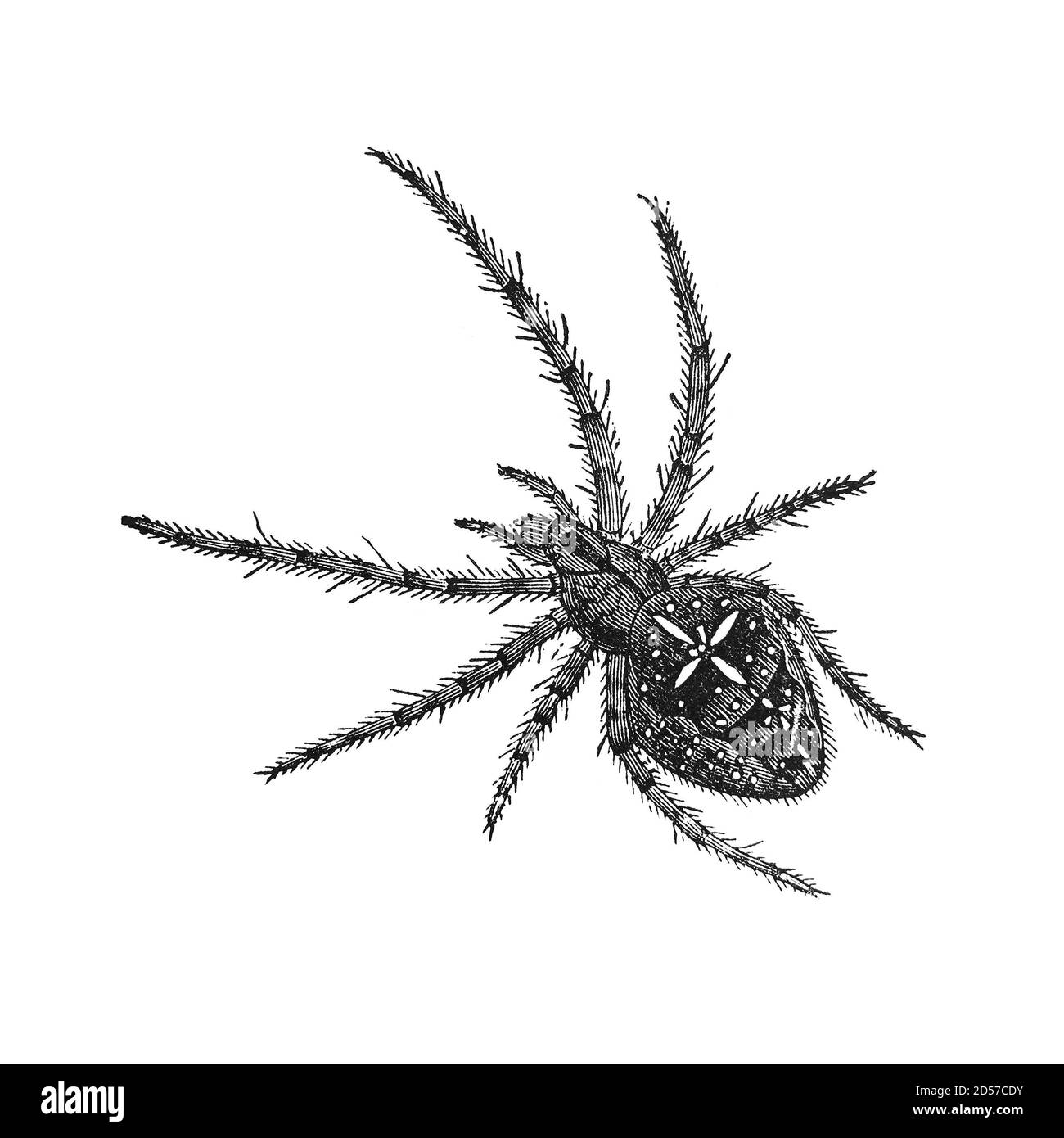 Giardino ragno insetto, annata illustrazione. Tratto dall'antico libro "The Playtime Naturalist" del Dr. J.E. Taylor, pubblicato a Londra nel Regno Unito, 1889. Foto Stock