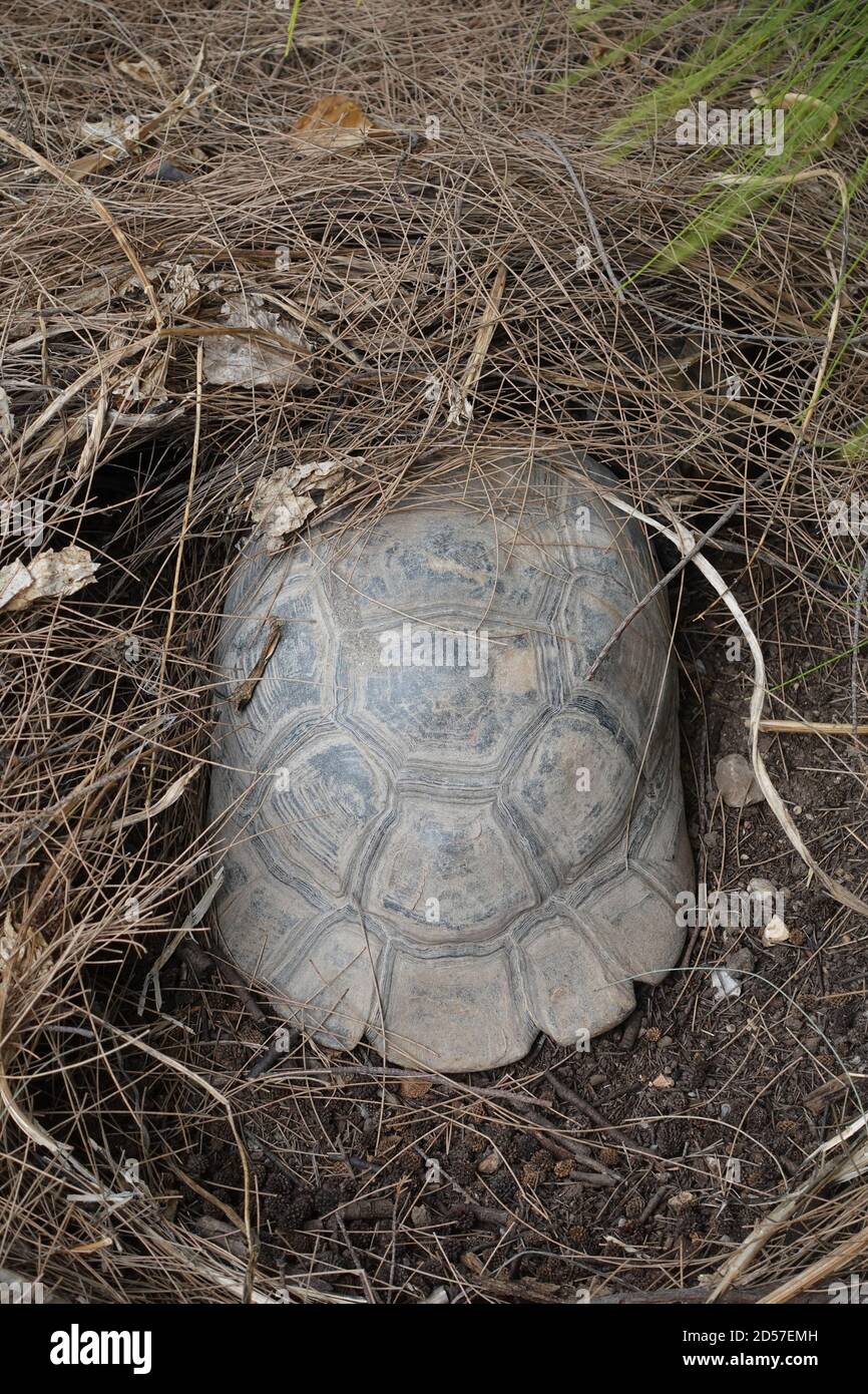 Tartaruga forestale con aestivazione di cova sotto aghi di pino in una calda giornata estiva. Foto Stock