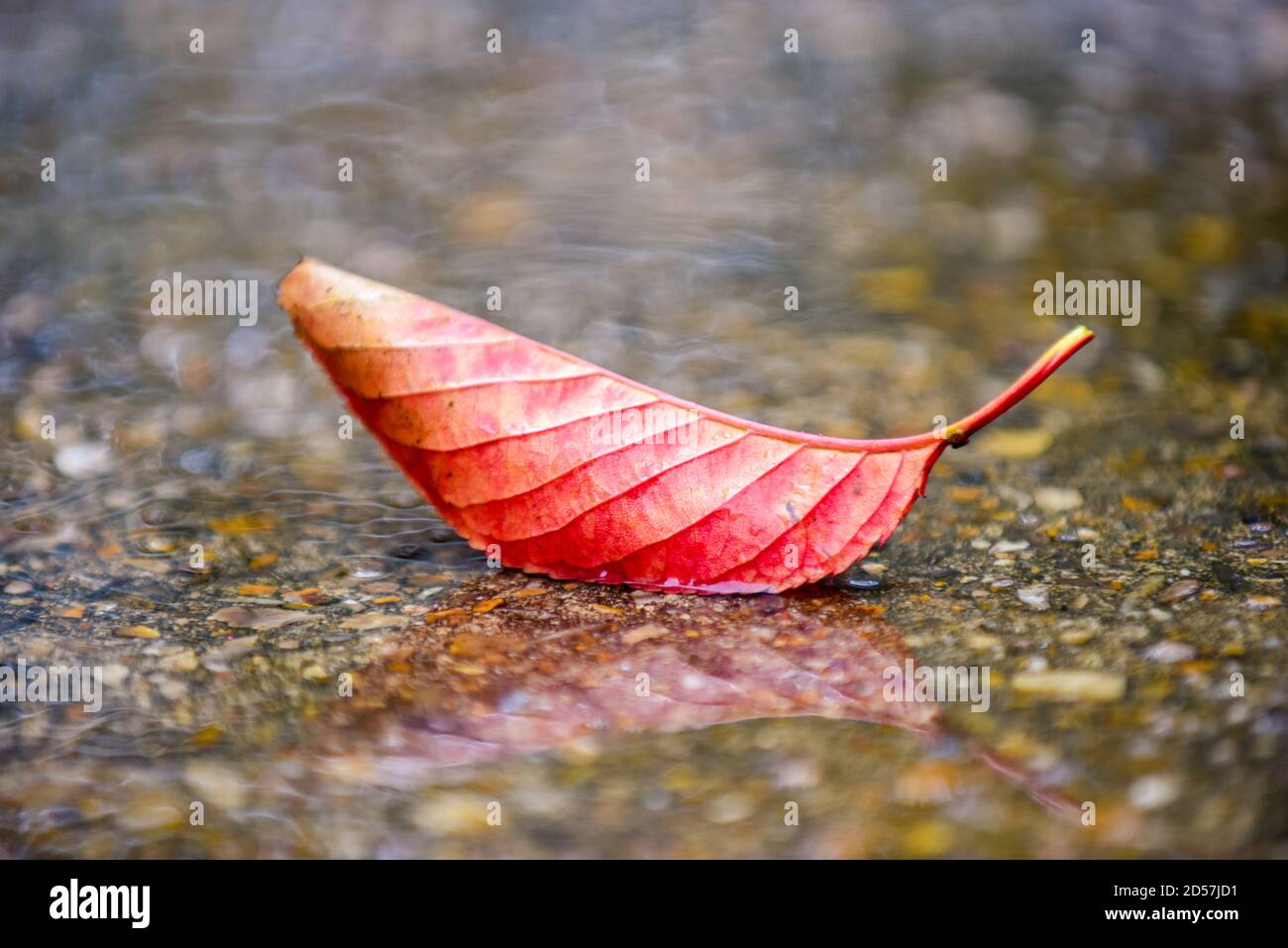 Foglia rossa d'autunno in un pozze d'acqua piovana all'esterno in una giornata piovosa bagnata Foto Stock