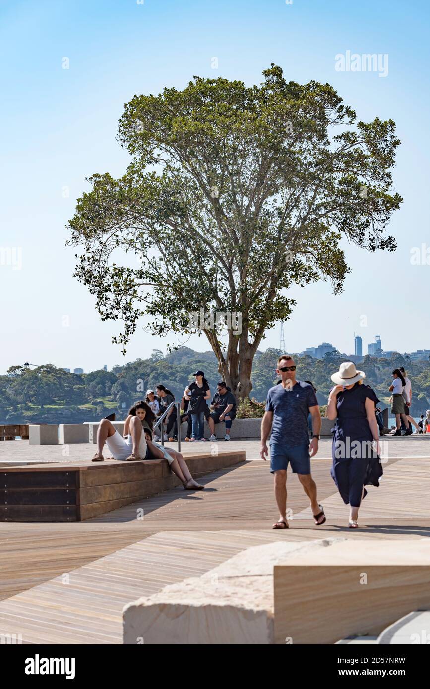 Barangaroo, Sydney, Aust, ottobre 2020: La nuova Watermans Cove ha aperto con 11.000 mq di spazio pubblico, incluso questo albero di San Jackson Fig, risalente a 60 anni fa Foto Stock