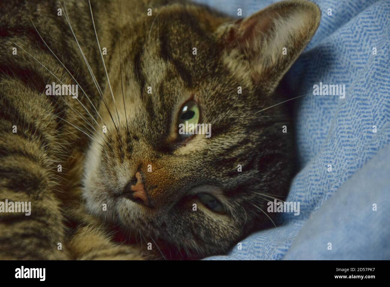 Gatto tabby che dorme nel letto. Closeup di un gatto tabby che si rilassa a letto. Foto Stock